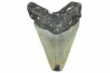 Bargain, Fossil Megalodon Tooth - North Carolina #362958-1
